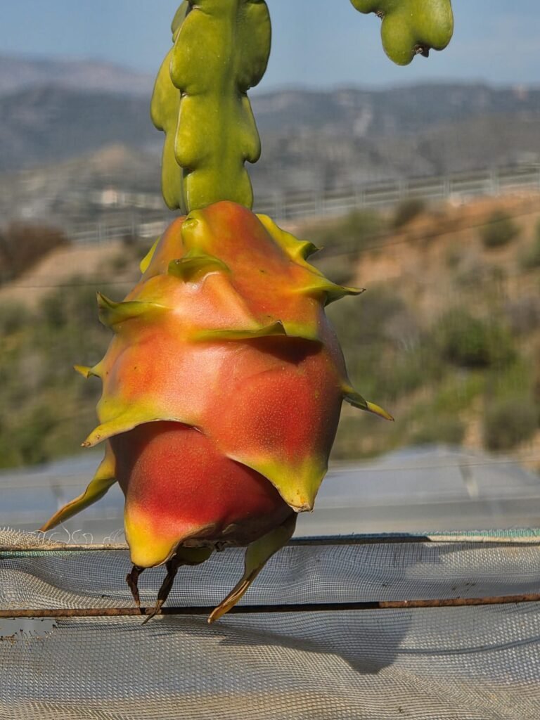 Fruta del diablo Granada